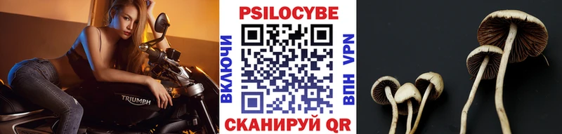 MEGA ссылка  Певек  Псилоцибиновые грибы мицелий  сколько стоит 